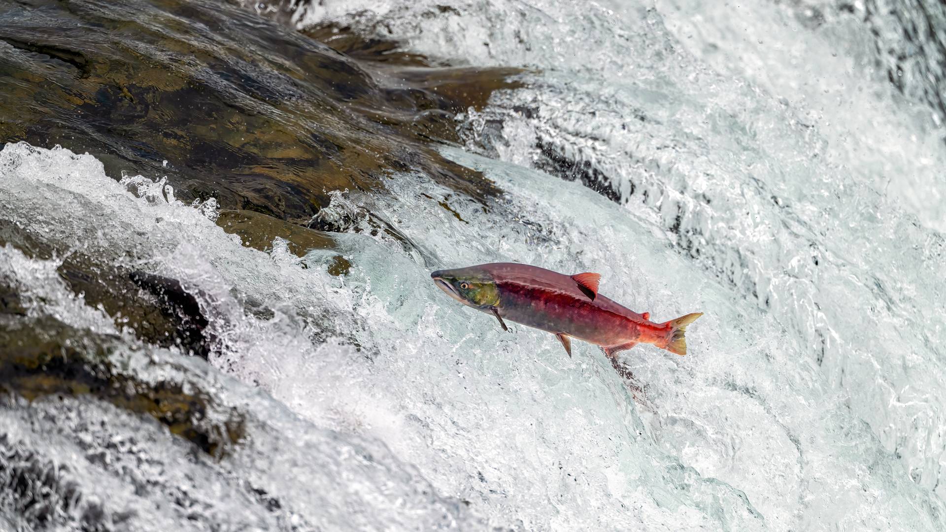 Zalm in het water bij Katmai in Alaska