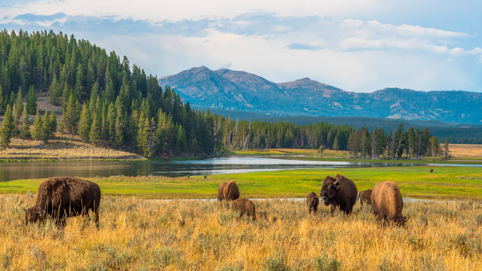 Bizons in Yellowstone
