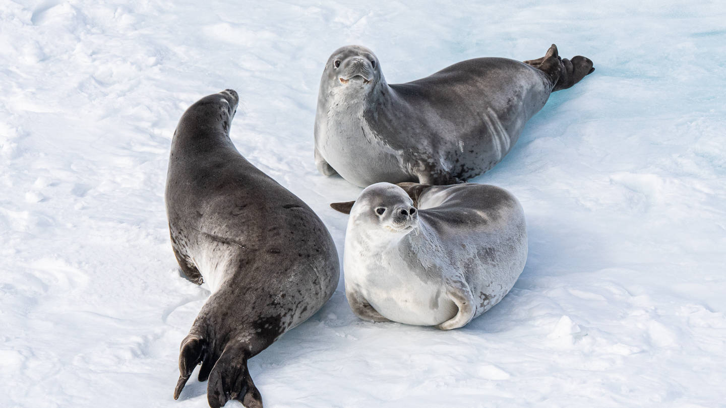 Zeehonden in sneeuw op Antarctica