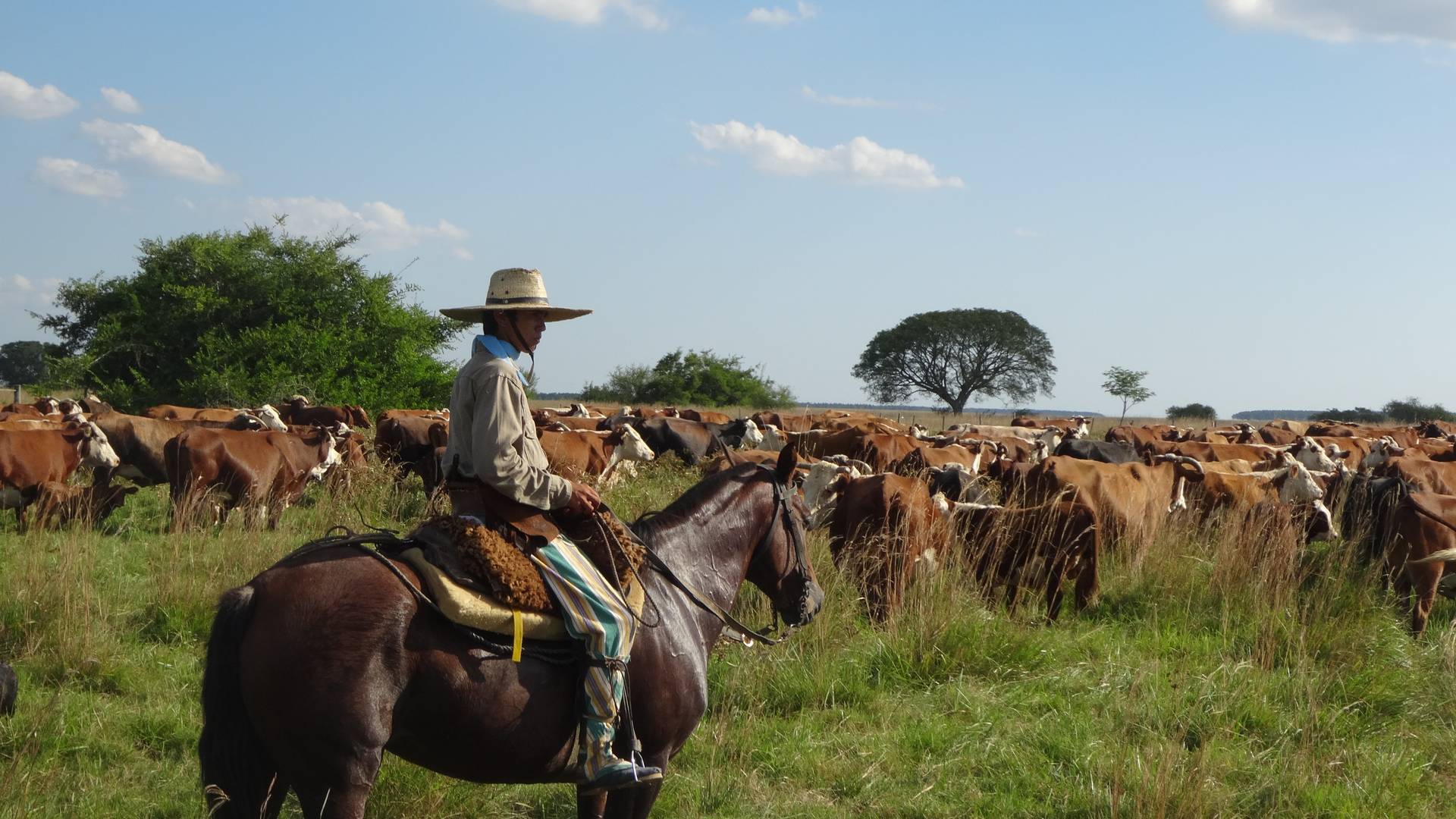 Gaucho in Argentinië