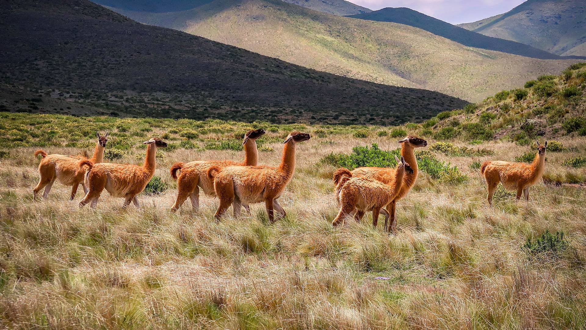 Alpaca's in de omgeving van Salta