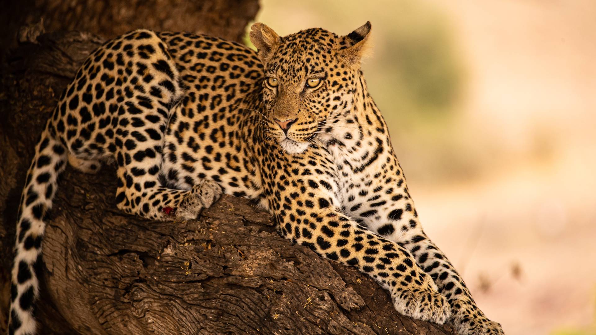 Luipaarden spotten in Botswana