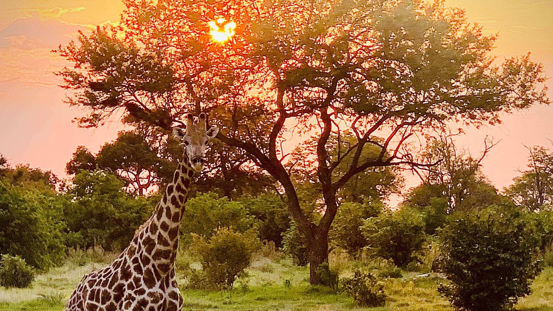 Giraffe in Botswana