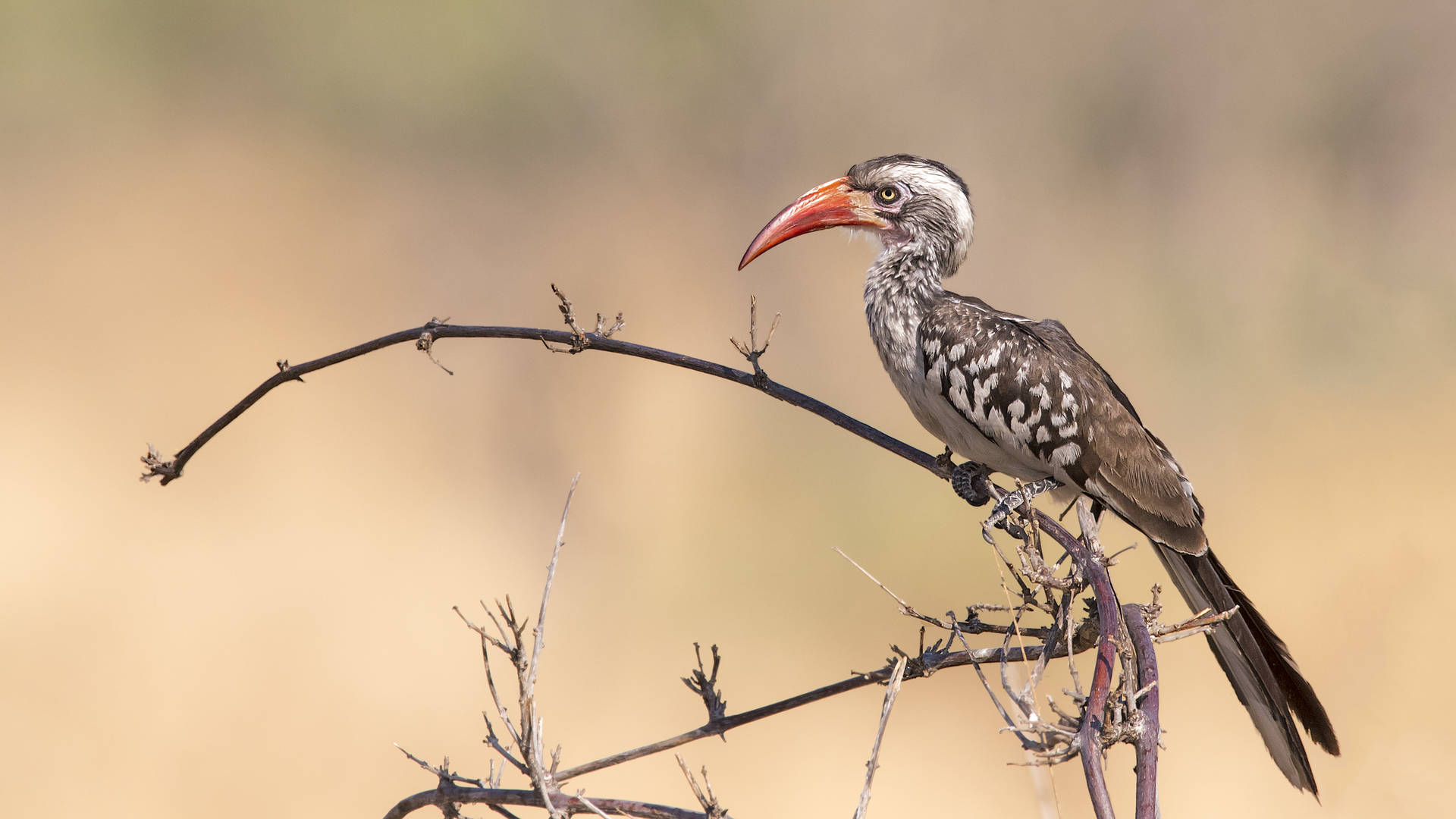 Zuidelijke roodsnaveltok in het Moremi Game Reserve