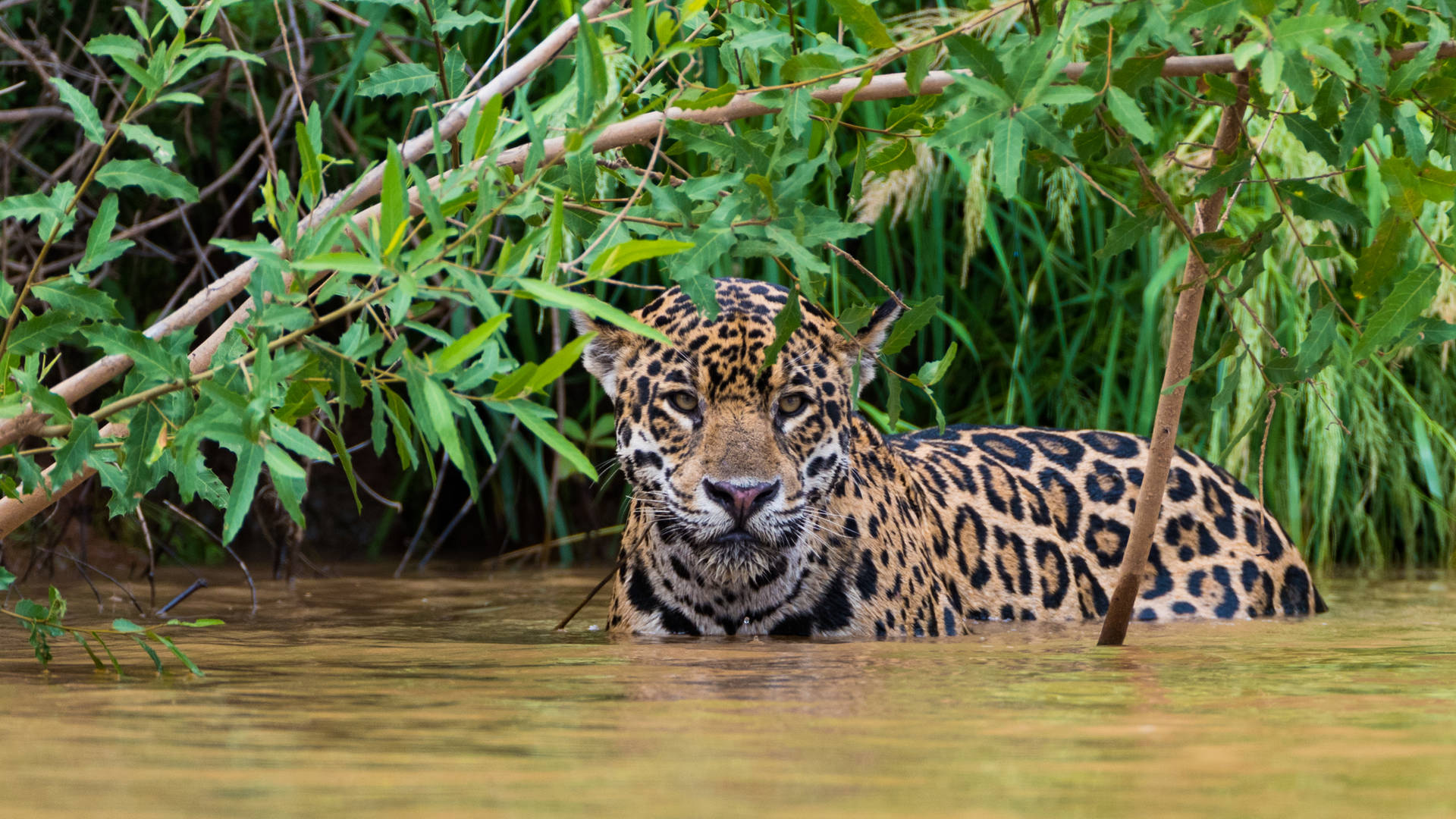 Jaguar in de Pantanal