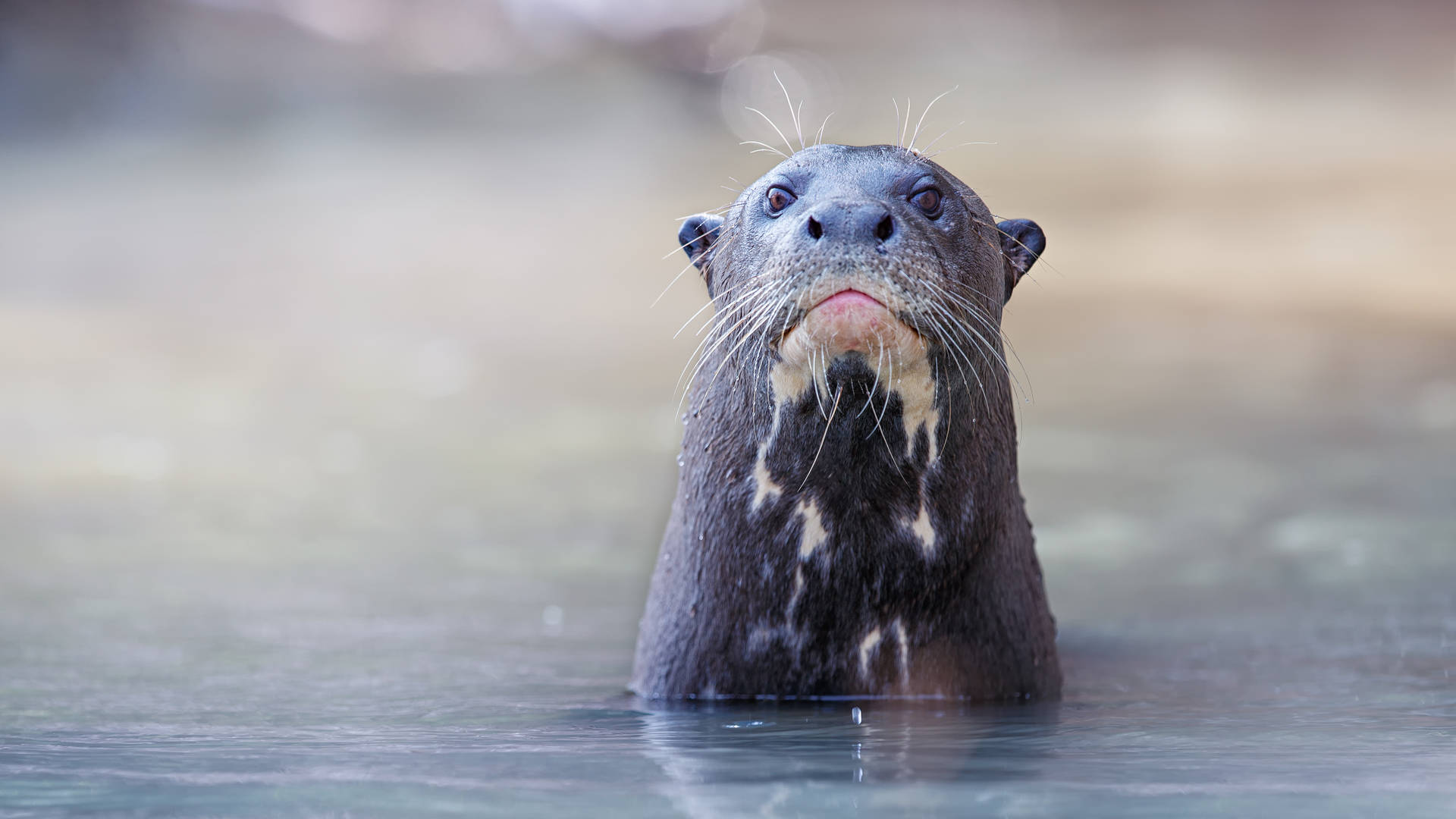 Otter in de Pantanal