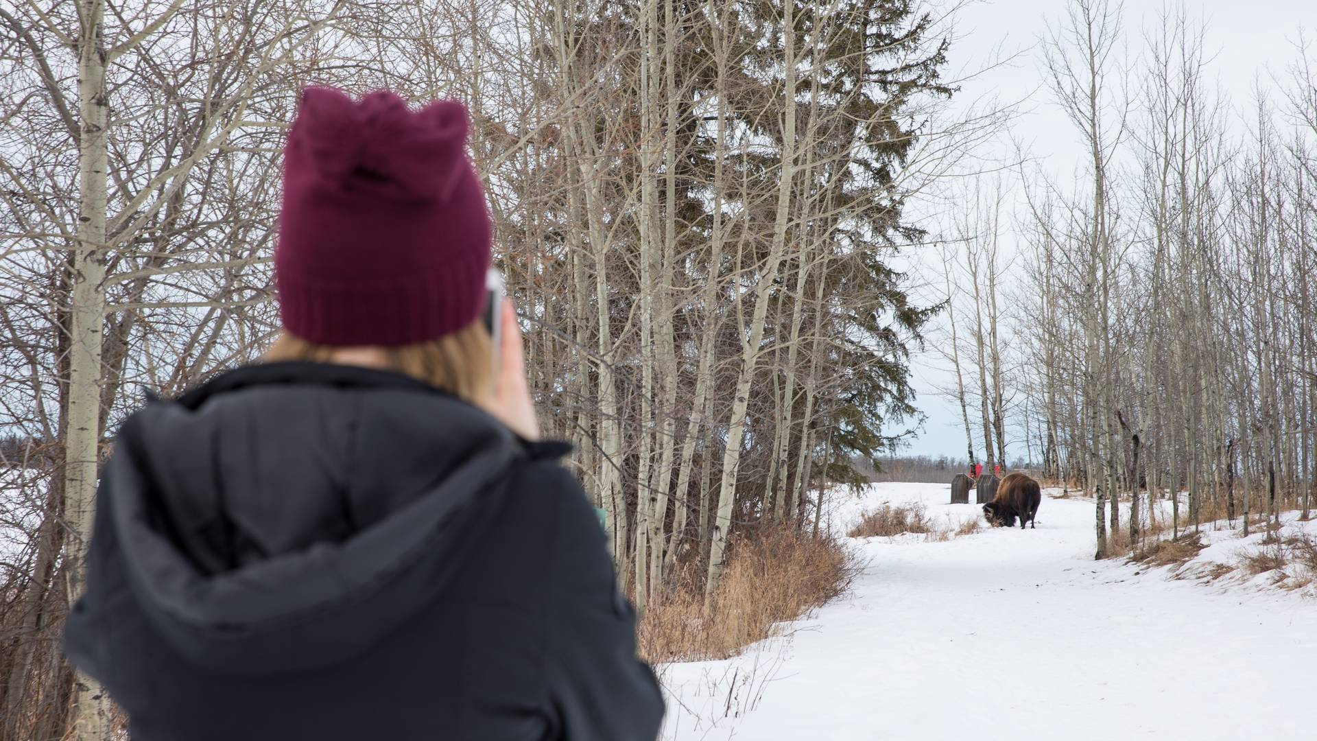 Elk Island National Park. Reiziger fotografeert een bizon.