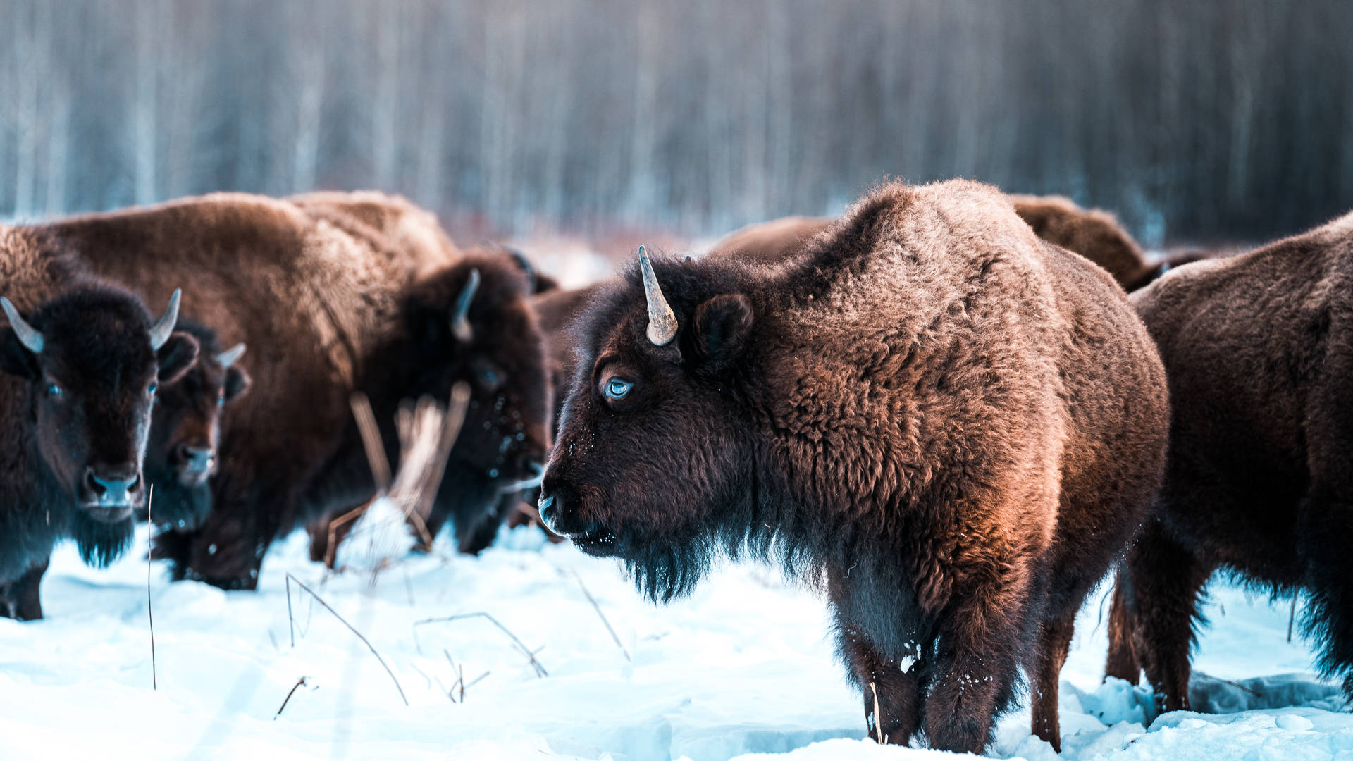 Bizons in Elk Island National Park