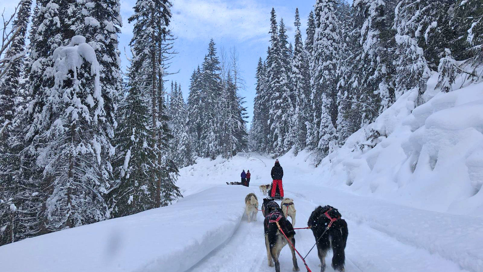 Huskysafari in winters West-Canada