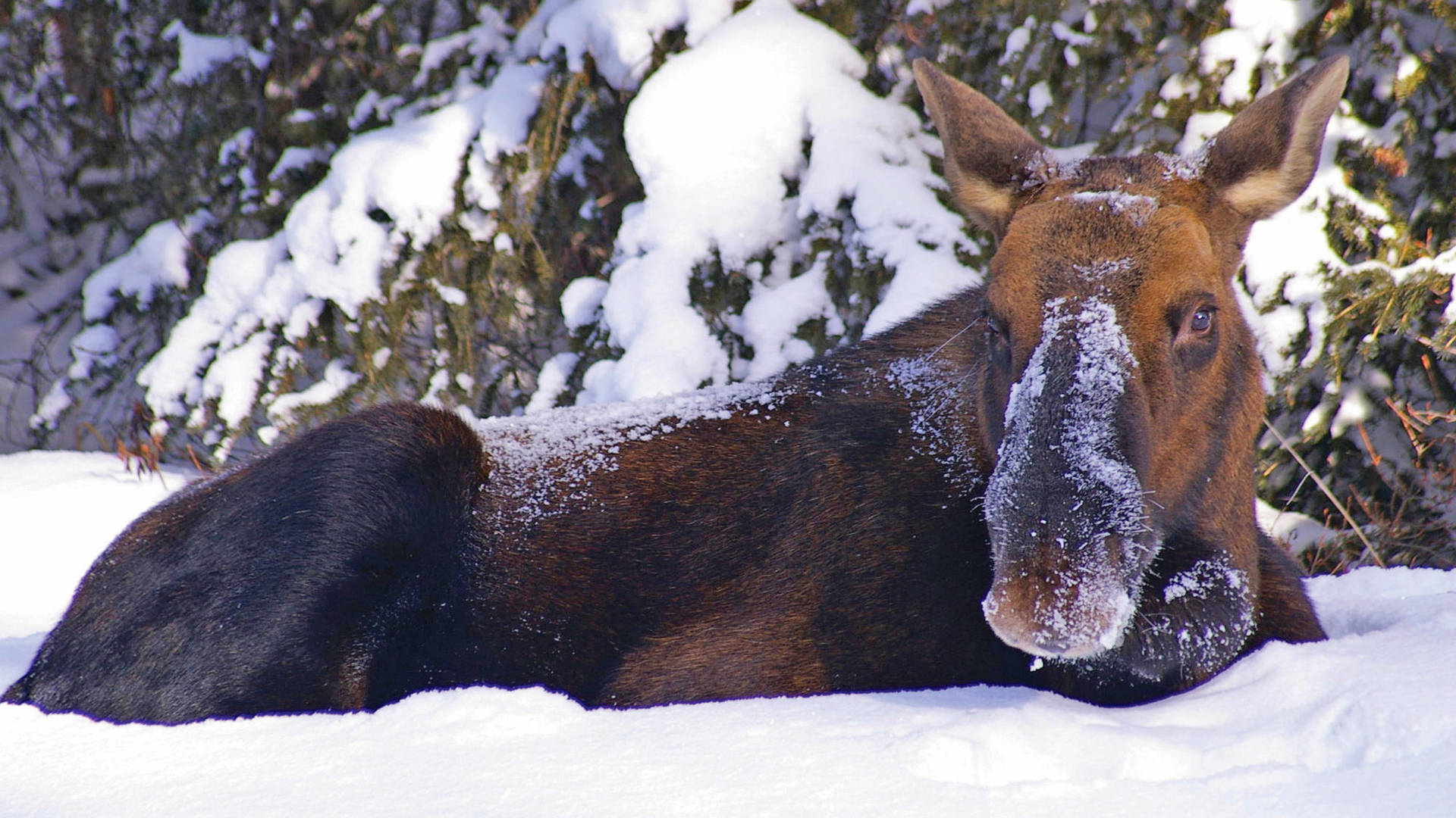 Wildlife safari in Jasper National Park