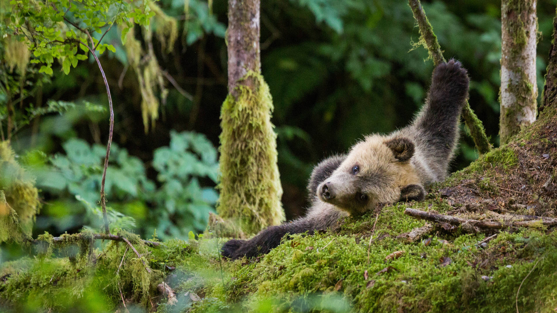 Beren spotten bij de Knight Inlet Lodge