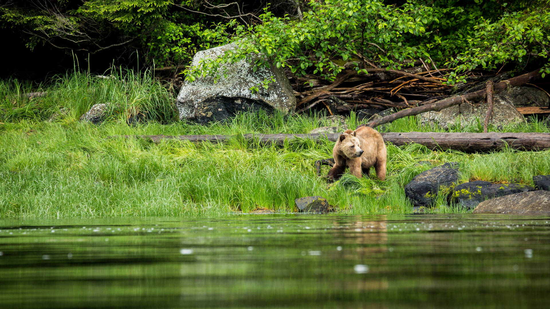 Grizzlybeer bij de Knight Inlet Lodge