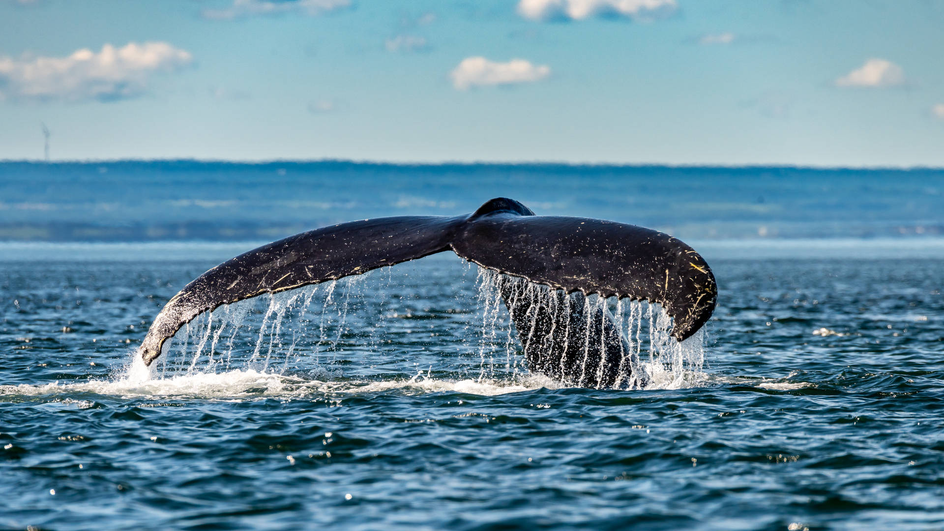 Walvissen spotten op de St. Lawrence River