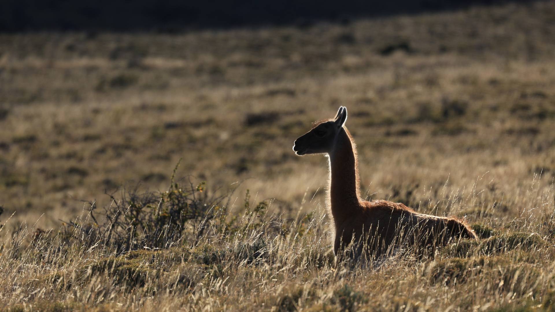 Lama in Torres del Paine