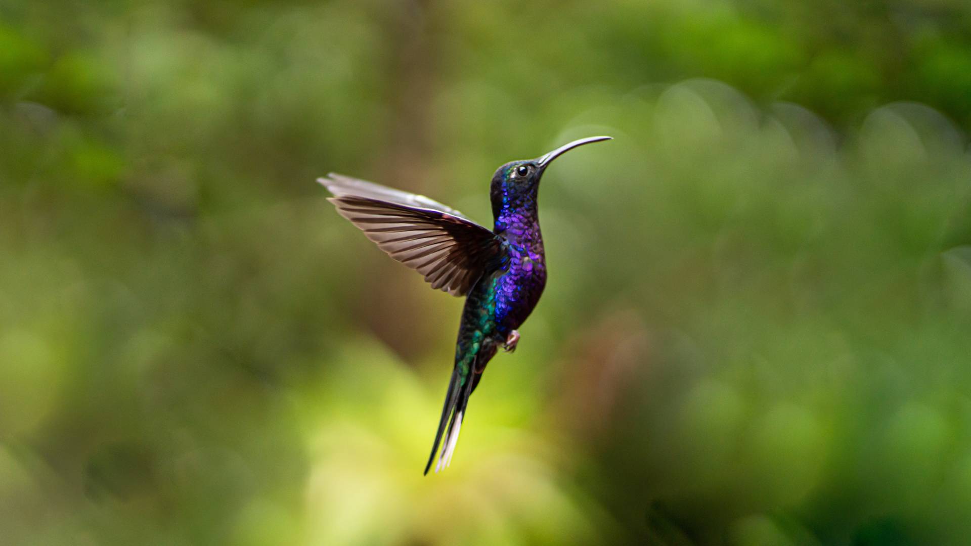 Kolibrie in Monteverde