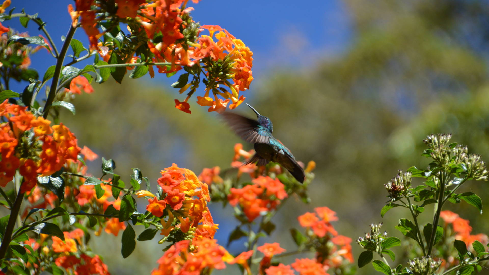 Kolibrie in San Gerardo de Dota