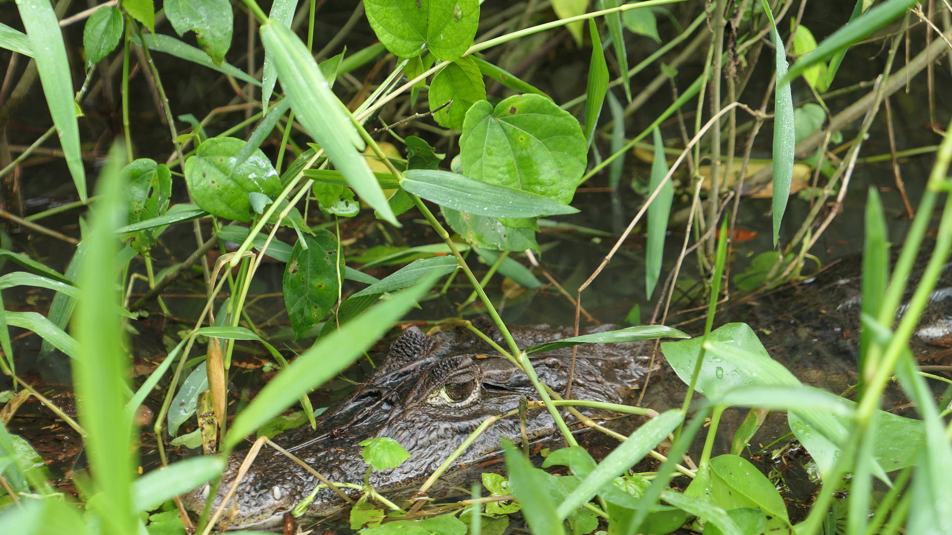 Kaaiman in Tortuguero National Park