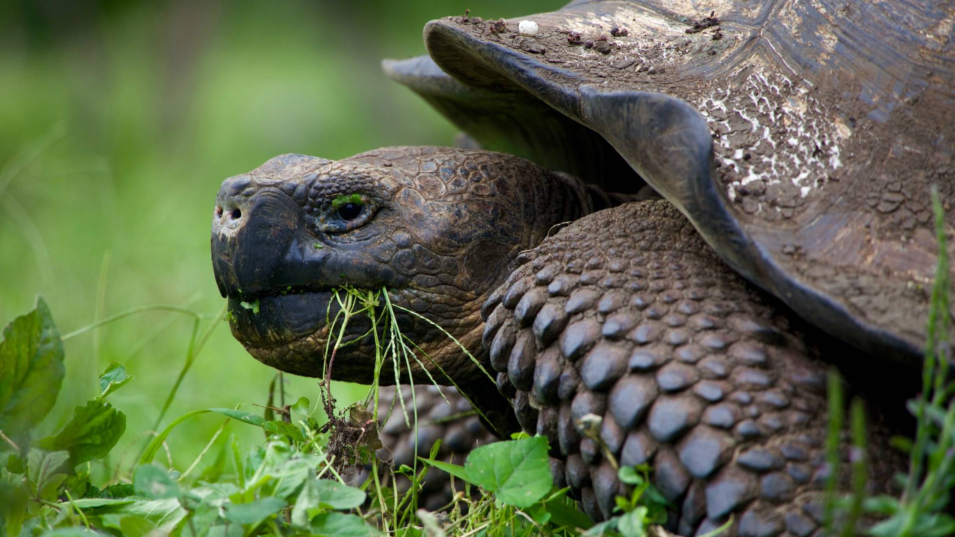 Reuzenschildpadden op de Galápagos