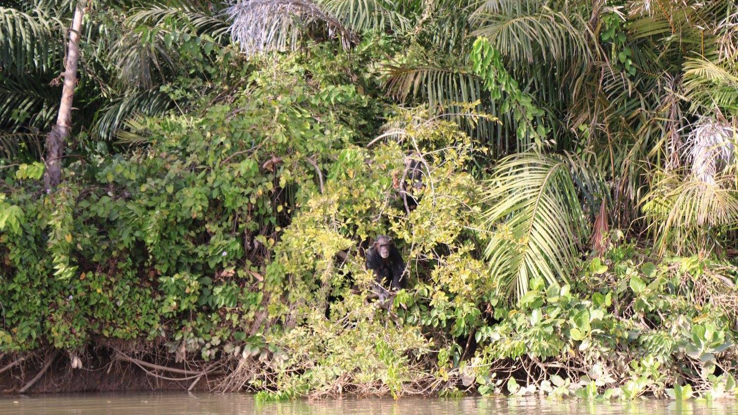 Chimpansee op Baboon Island in Gambia