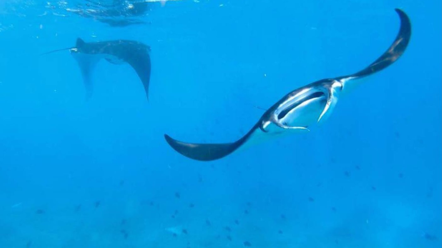 Zwemmen met manta's op Bali