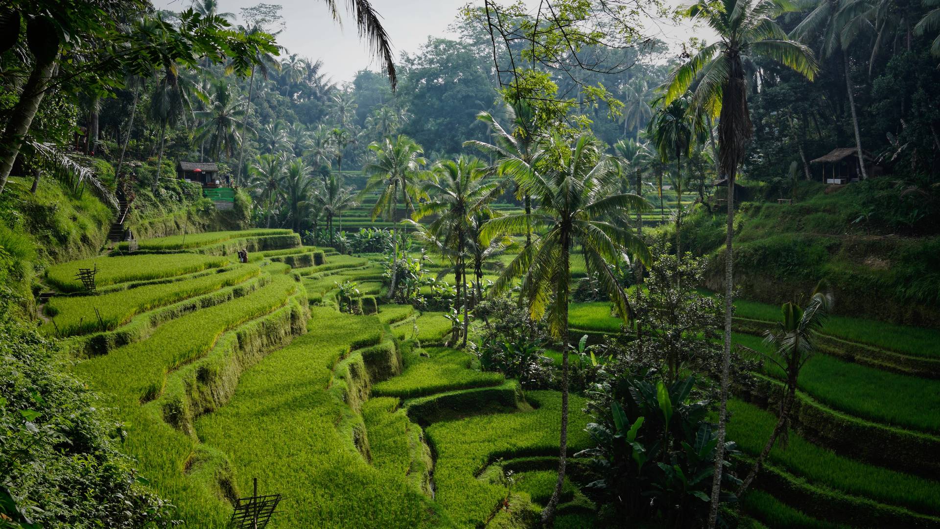 Rijstvelden van Tegalalang nabij Ubud