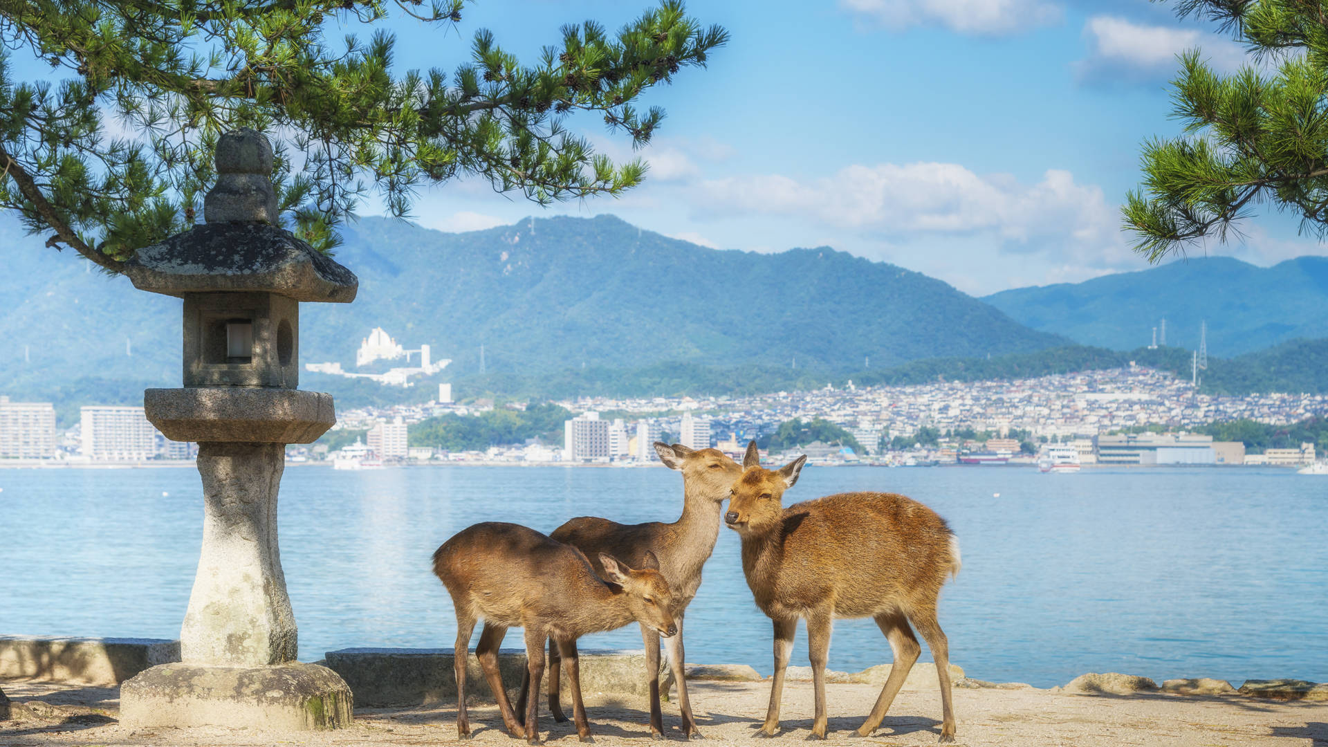Herten op Miyajima