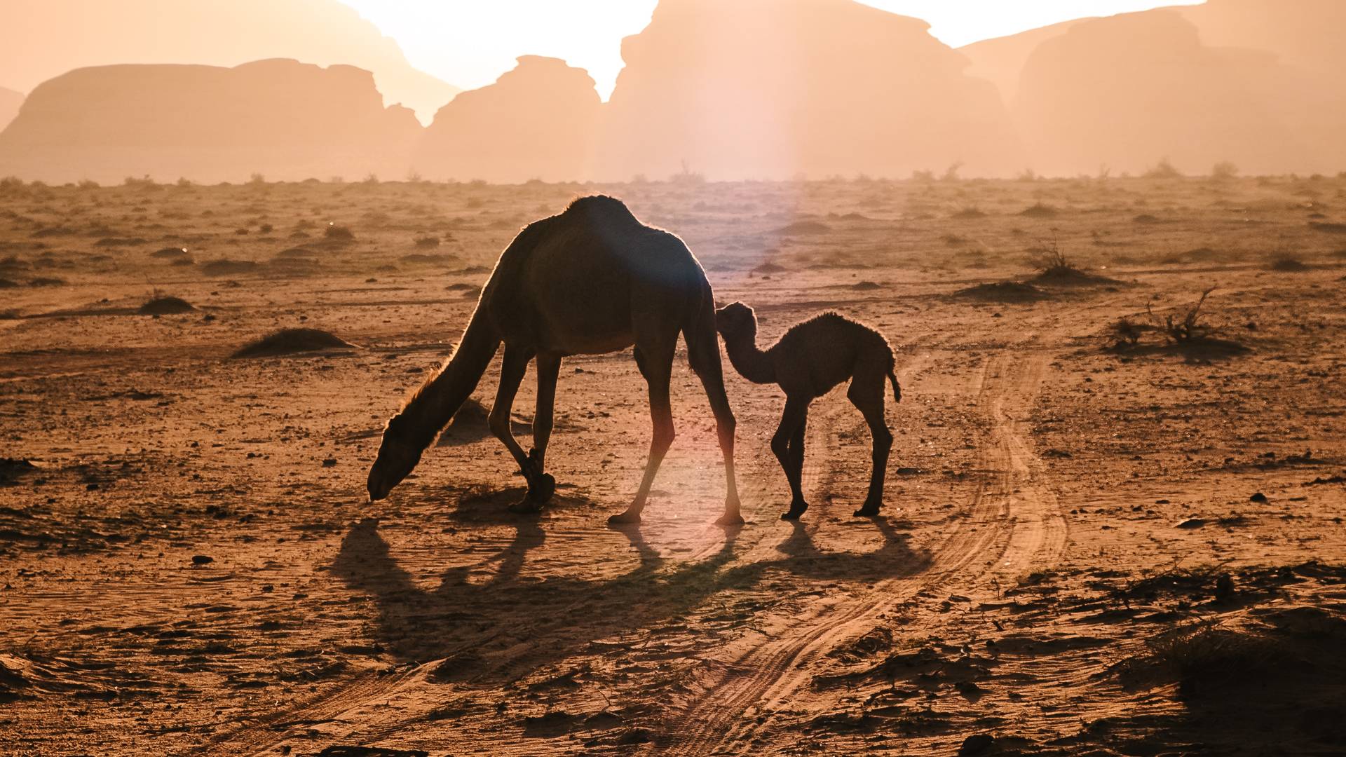 Wadi Rum Woestijn