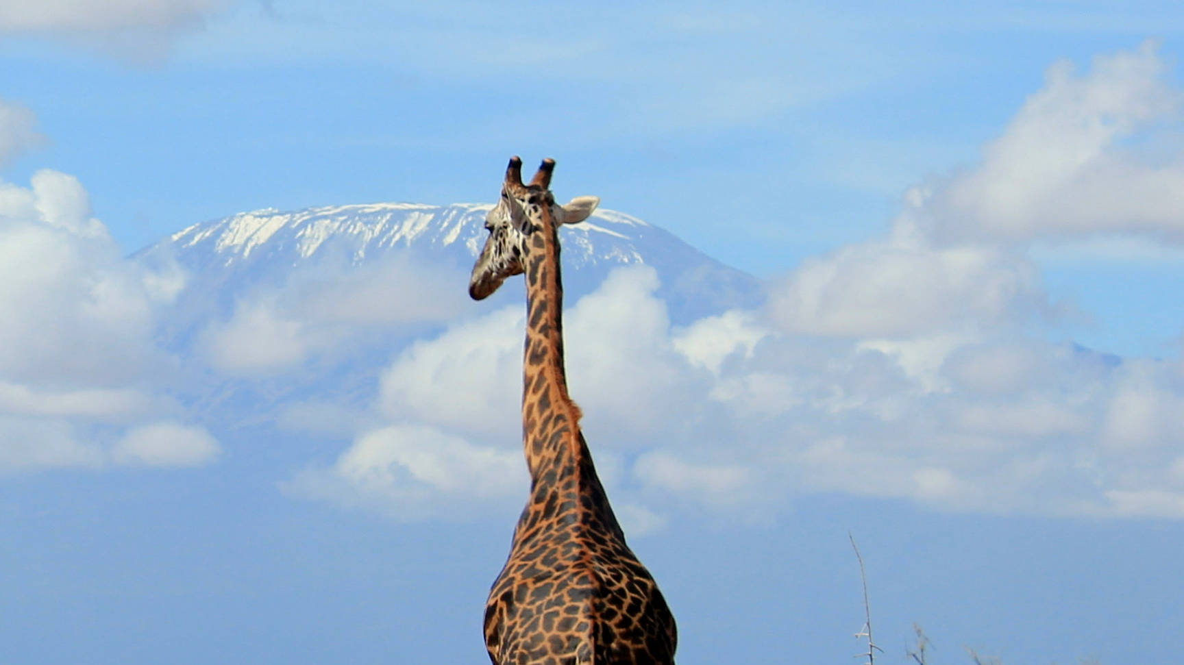 Giraffe in Amboseli