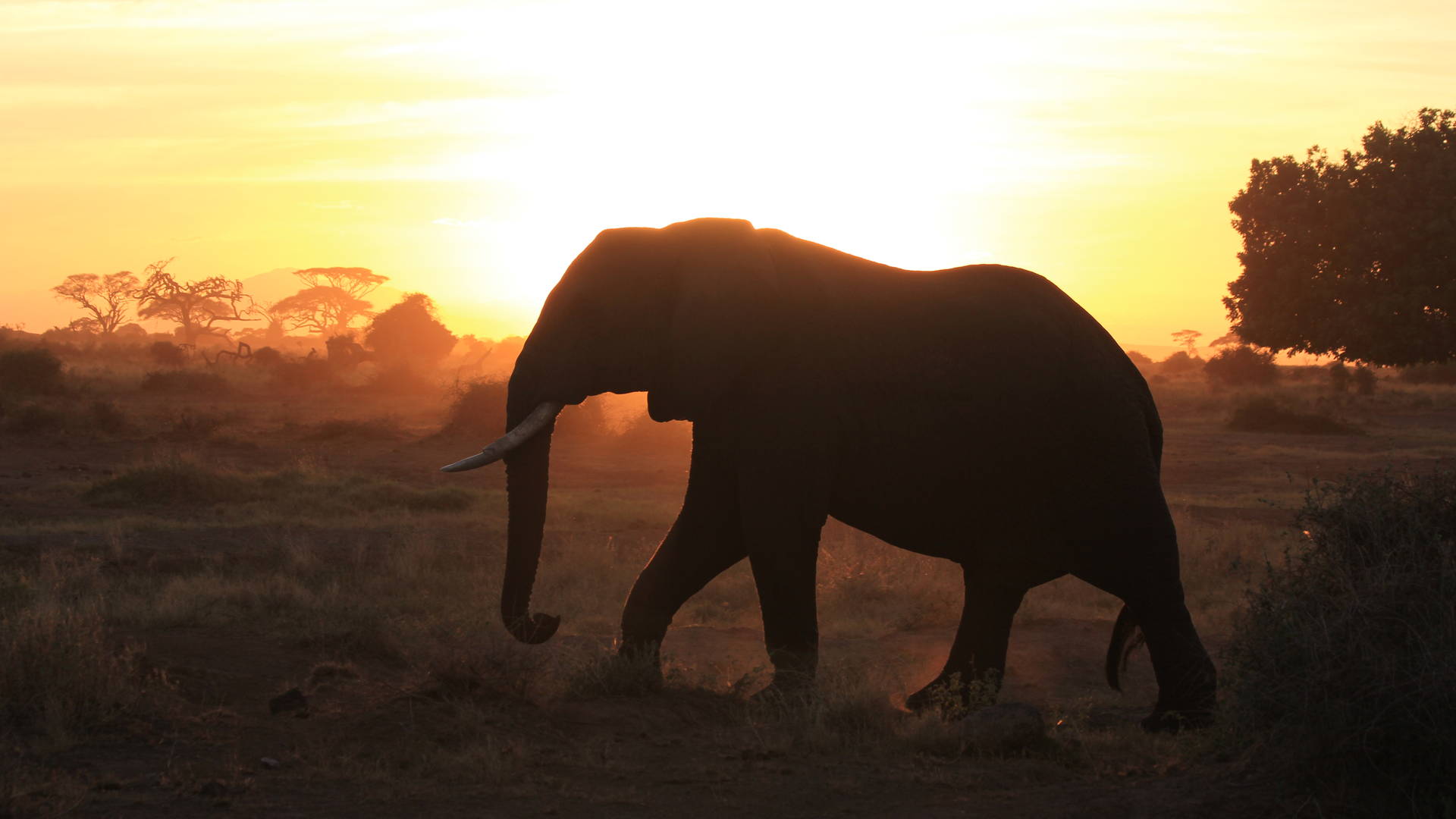 Olifant in Amboseli National Park