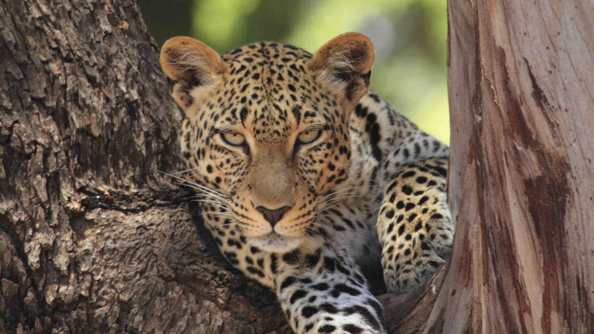 Luipaard in Samburu National Reserve
