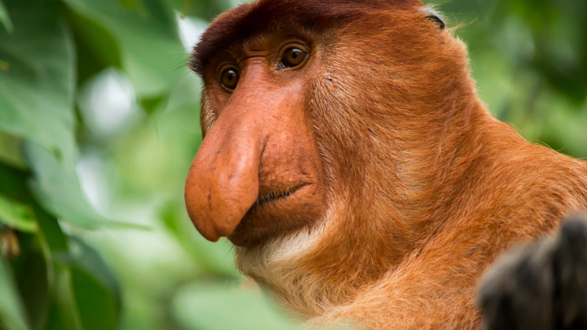 Neusaap in Bako National Park