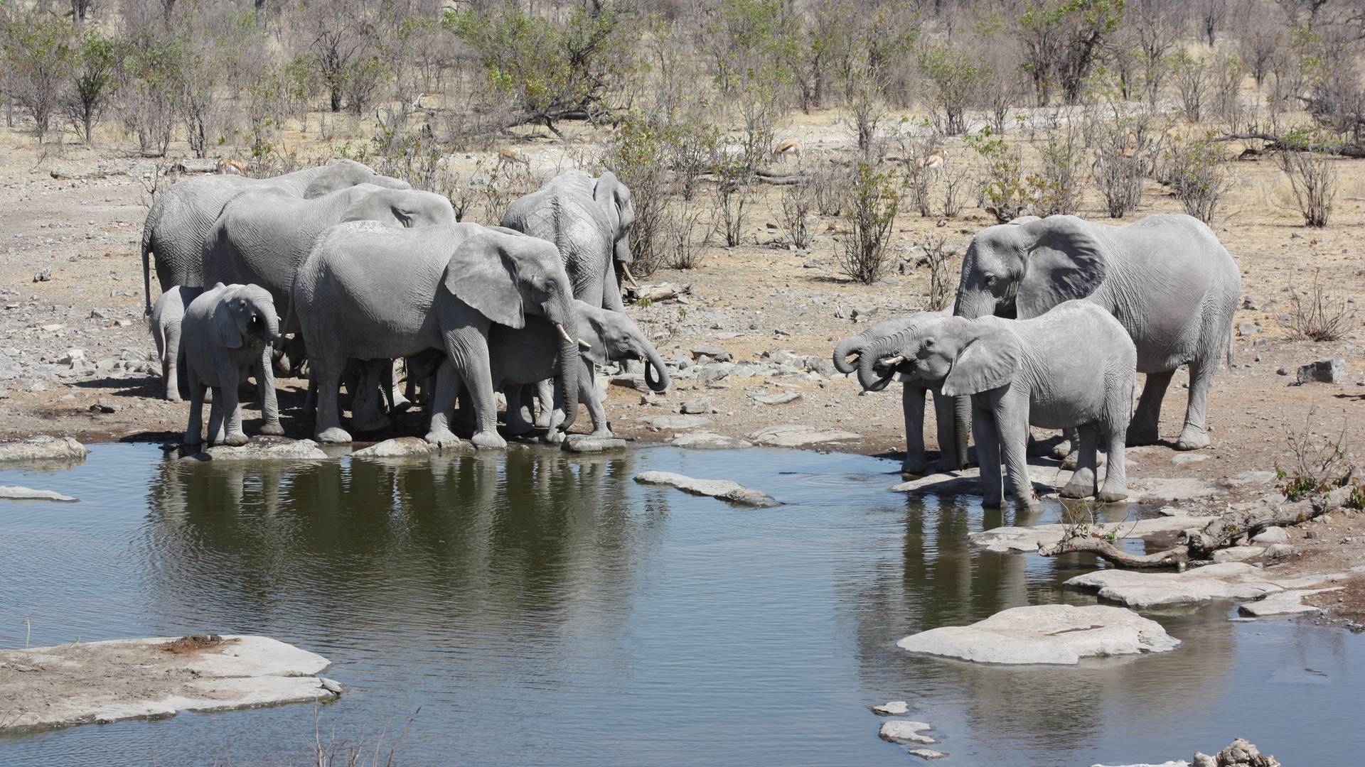 Olifanten in Etosha Nationaal Park, Namibië