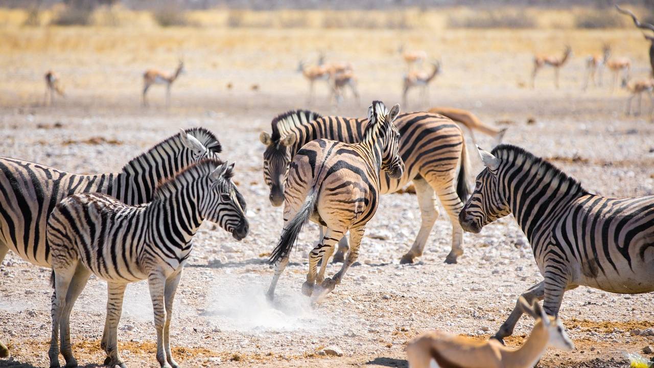 Zebra's in Etosha National Park