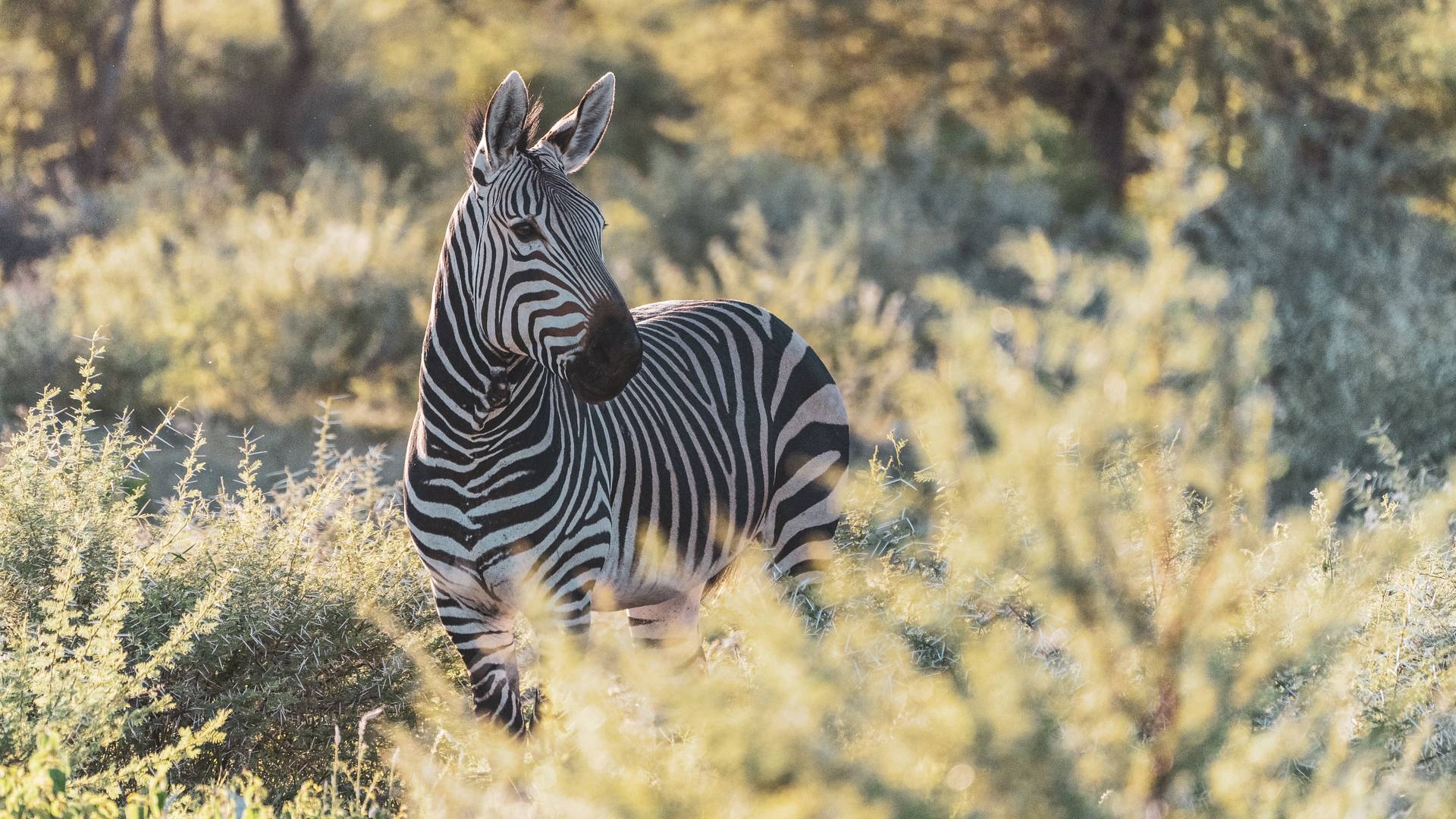 Zebra in Etosha