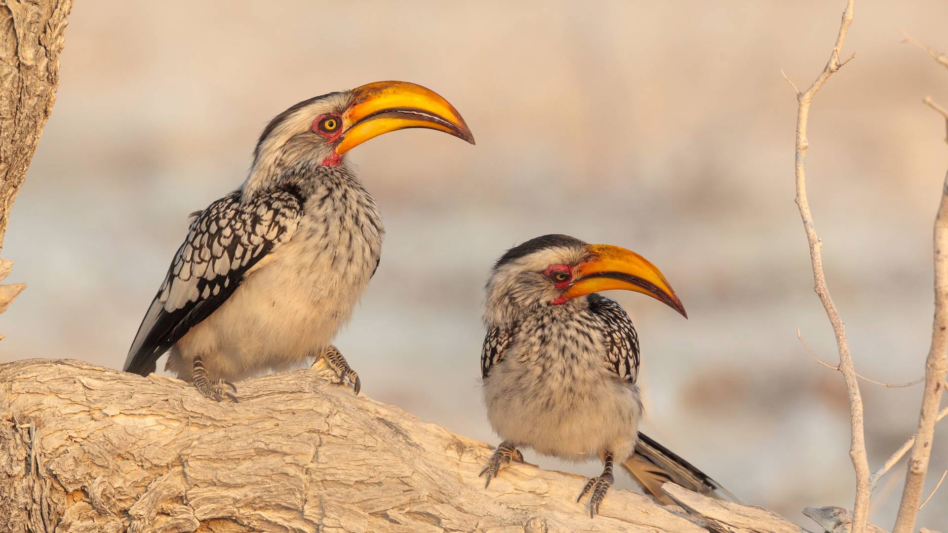 Zuidelijke geelsnaveltok in Etosha