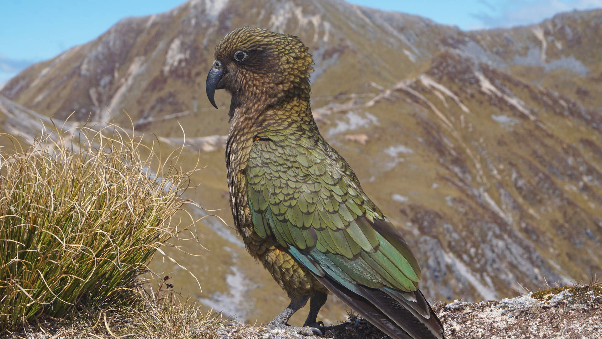 Kea op de Kepler Track