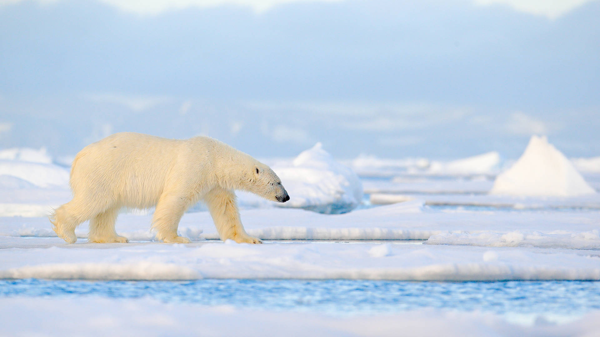 IJsbeer op Spitsbergen