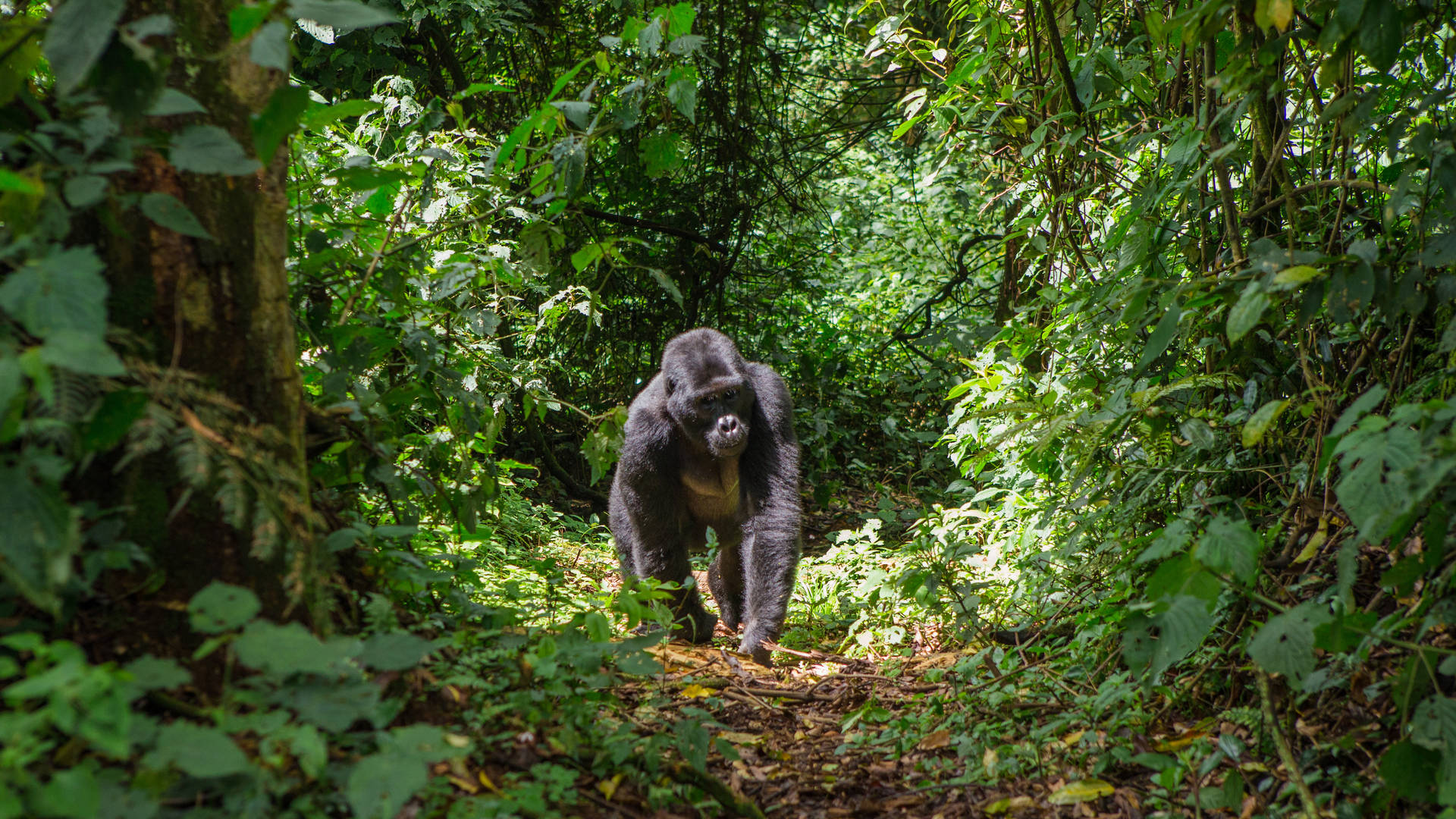 Gorilla in het Bwindi Impenatrable Forest