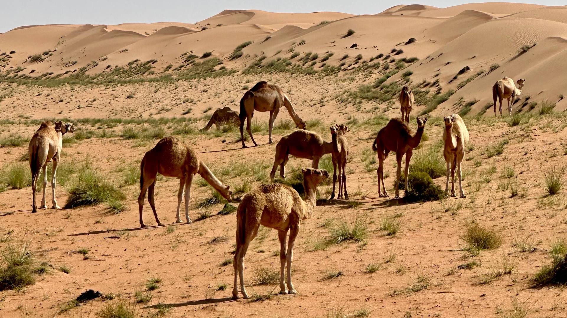 Kamelen in Wahiba Sands