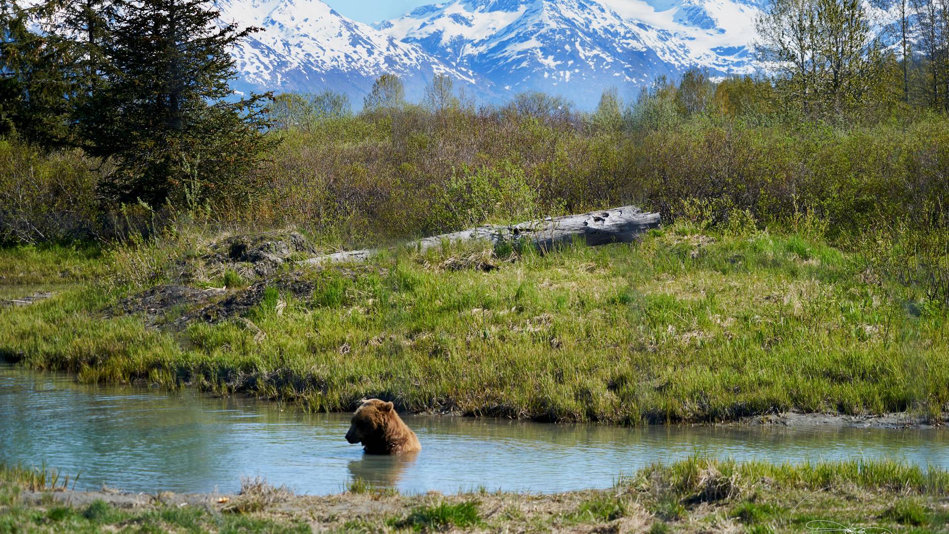 Beer in Katmai Alaska