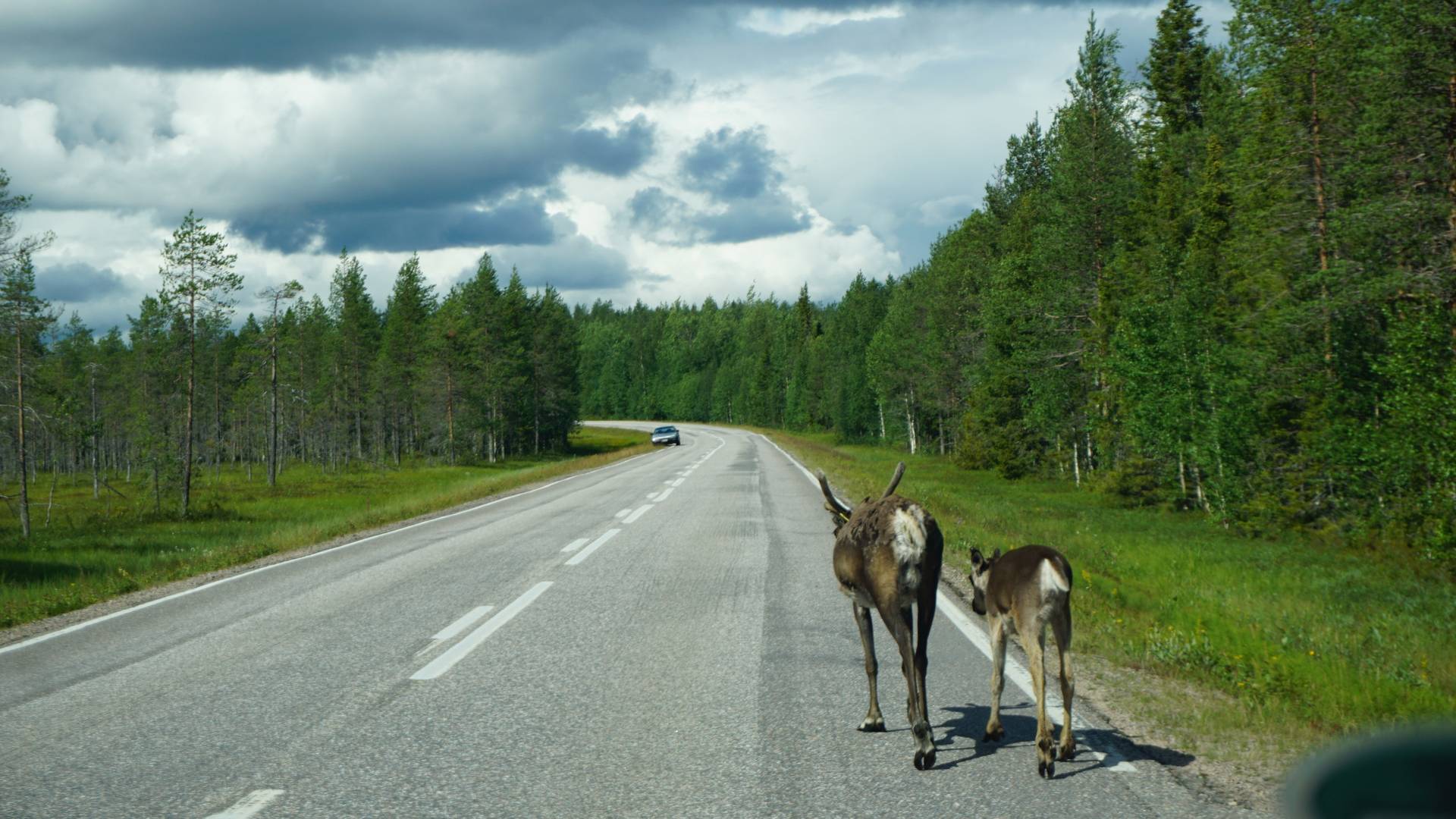 Rendieren op de weg in Finland