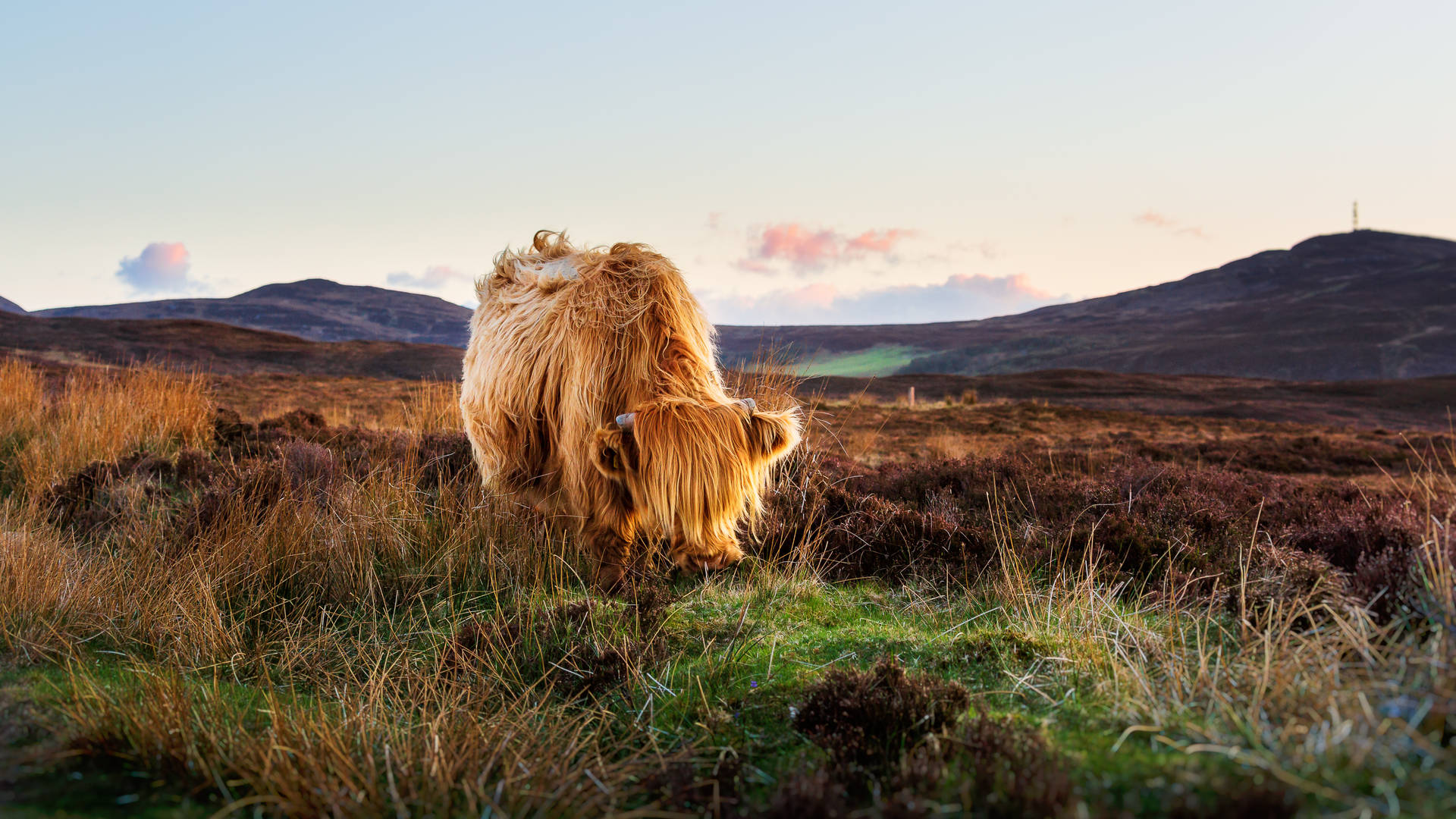 Schotse Hooglander in Durness