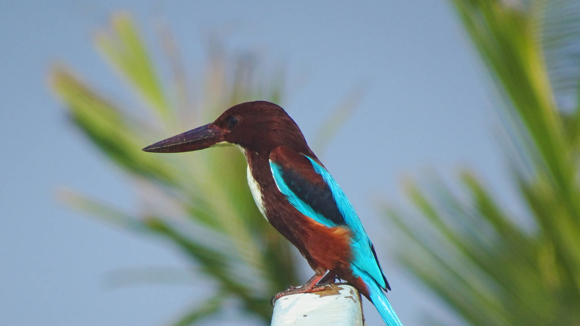 IJsvogel in de buurt van het Heritance Aungalla