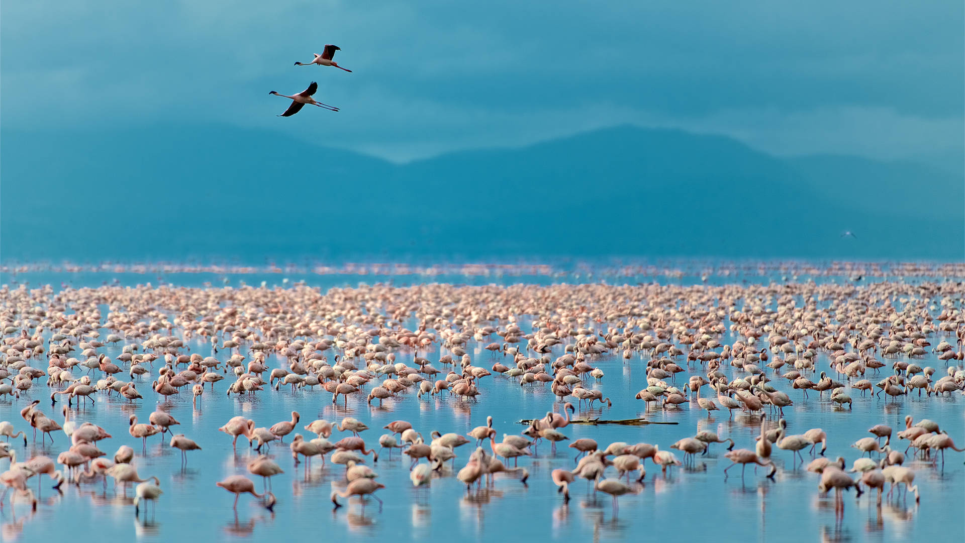 Talloze flamingo's in Lake Manyara