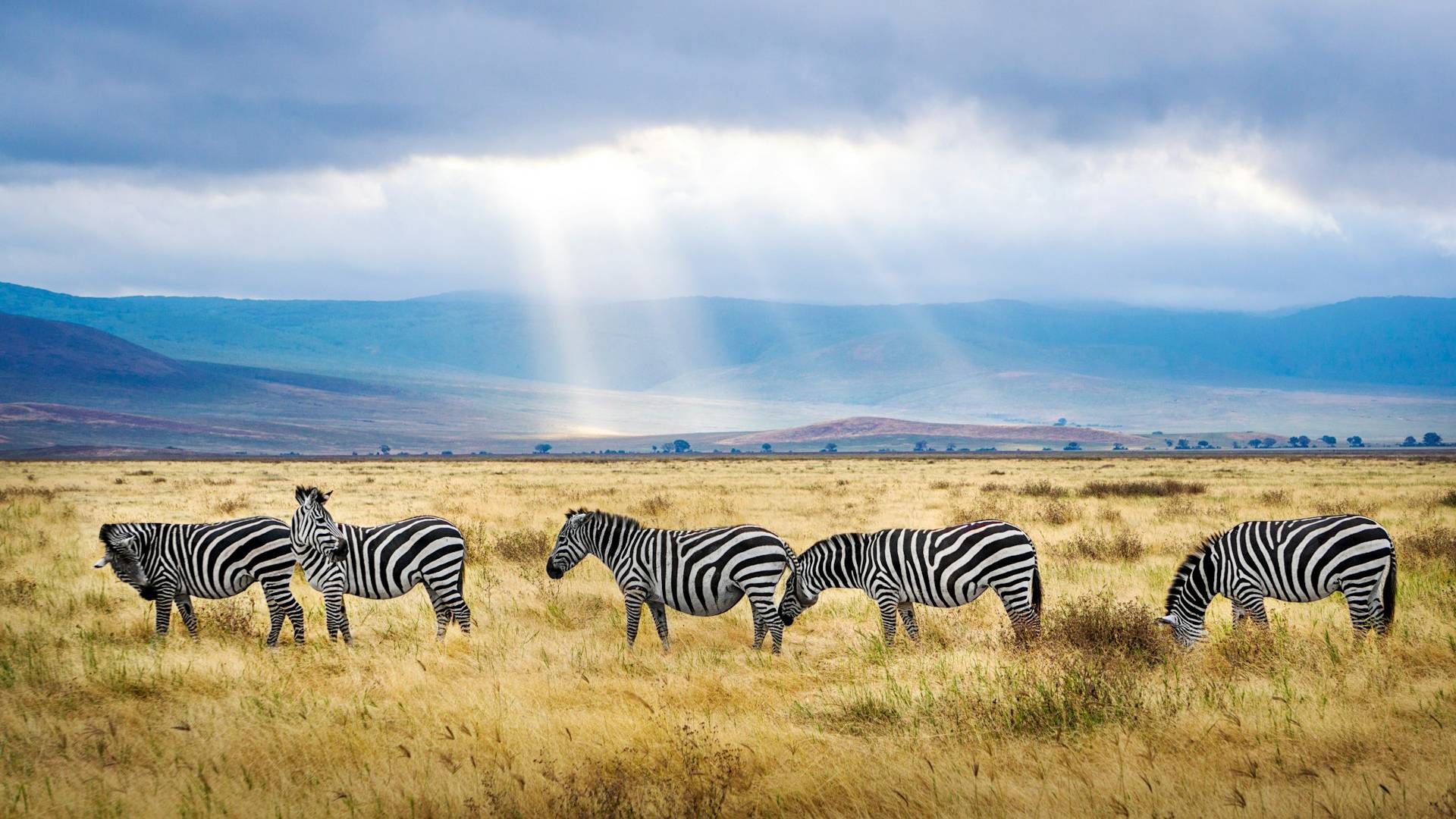 Zebra's in de Ngorongoro krater