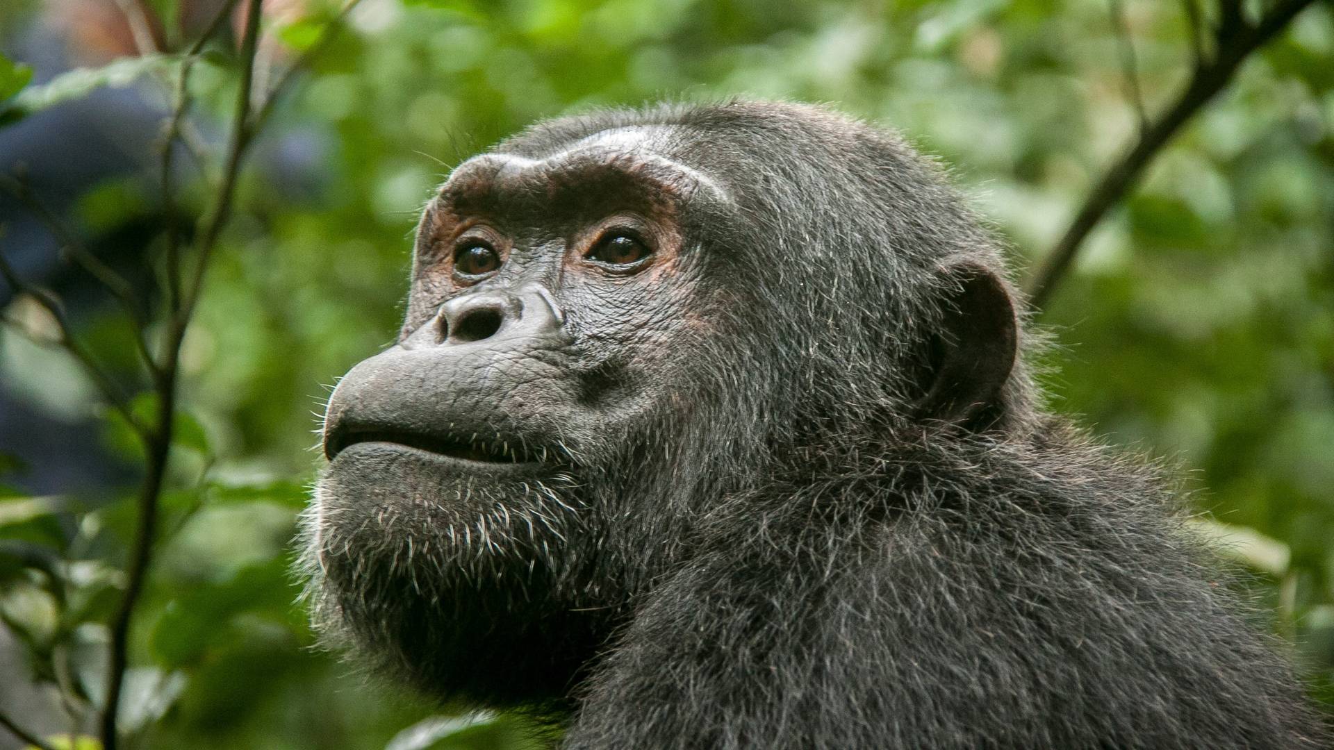 Kibale National Park