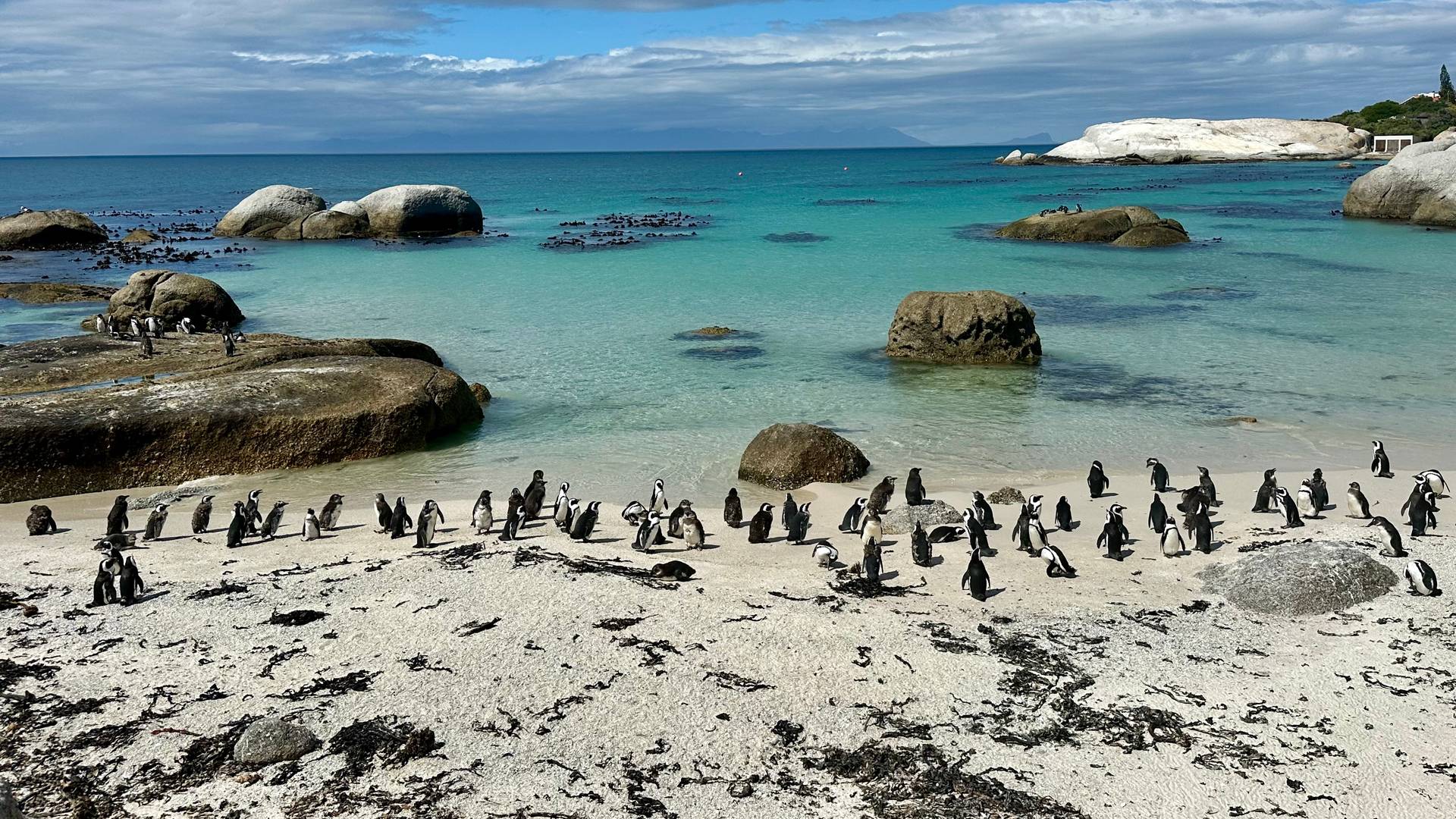 Pinguïns bij Boulder Beach