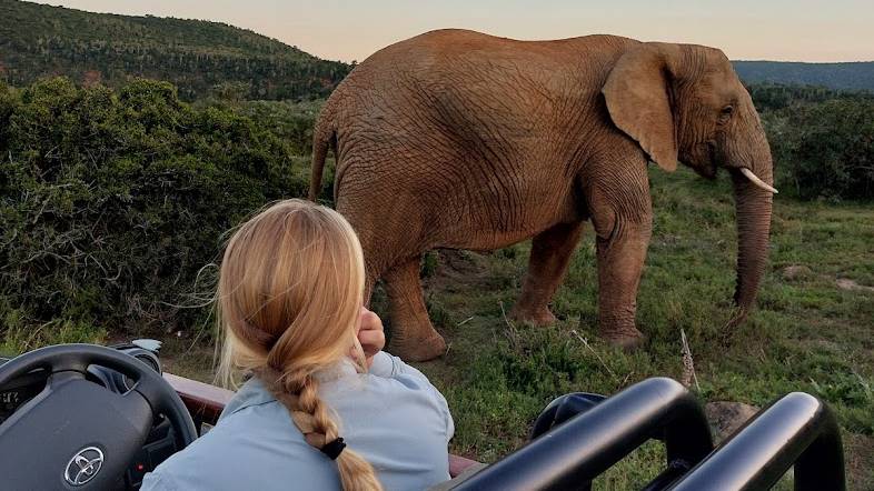 Op game drive in Kariega Game Reserve