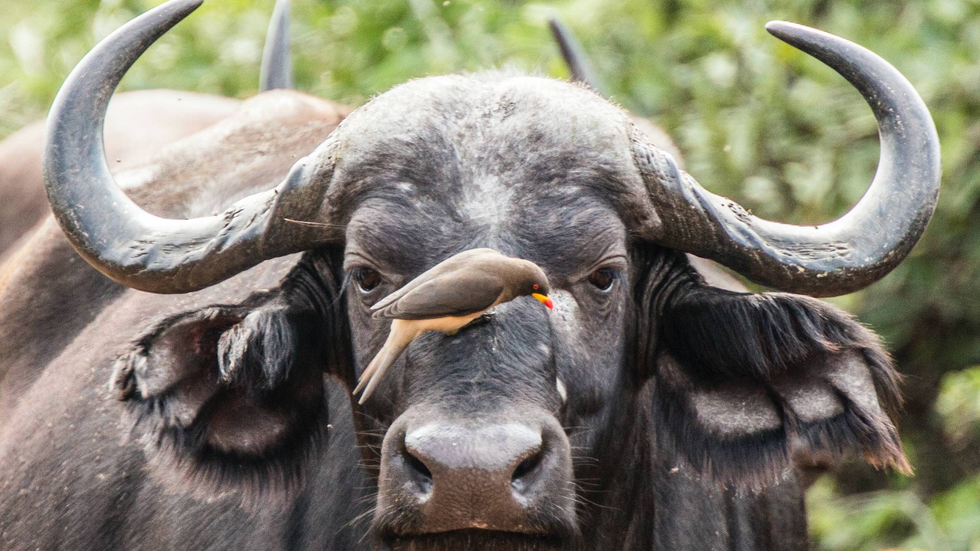 Buffel in het Krugerpark