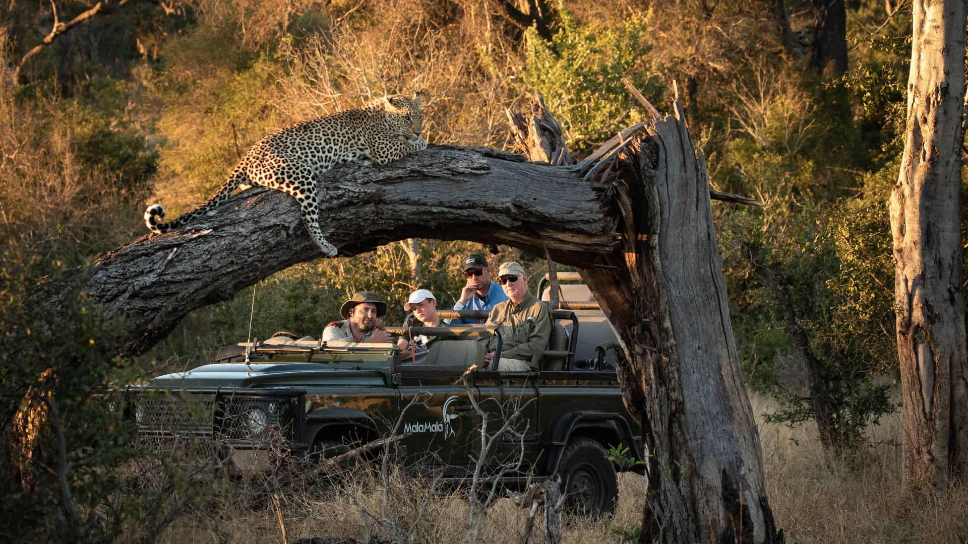Op safari in Sabi Sands